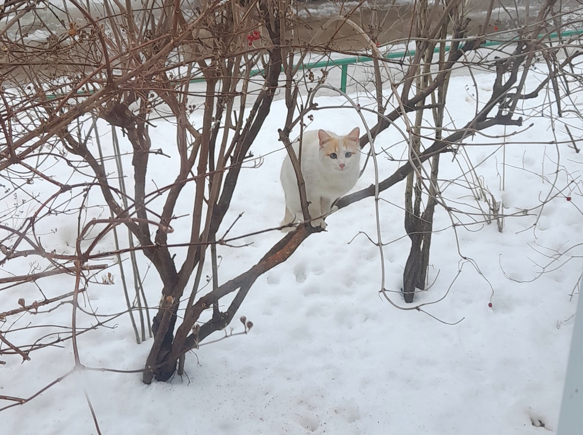 А вот и соседский Снежок нарисовался:  - Тёть, обрати и на меня, пожалуйста, внимание!