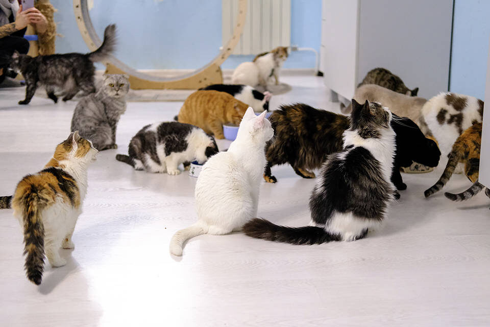    Фото: зооприют "Маринины хвостики"