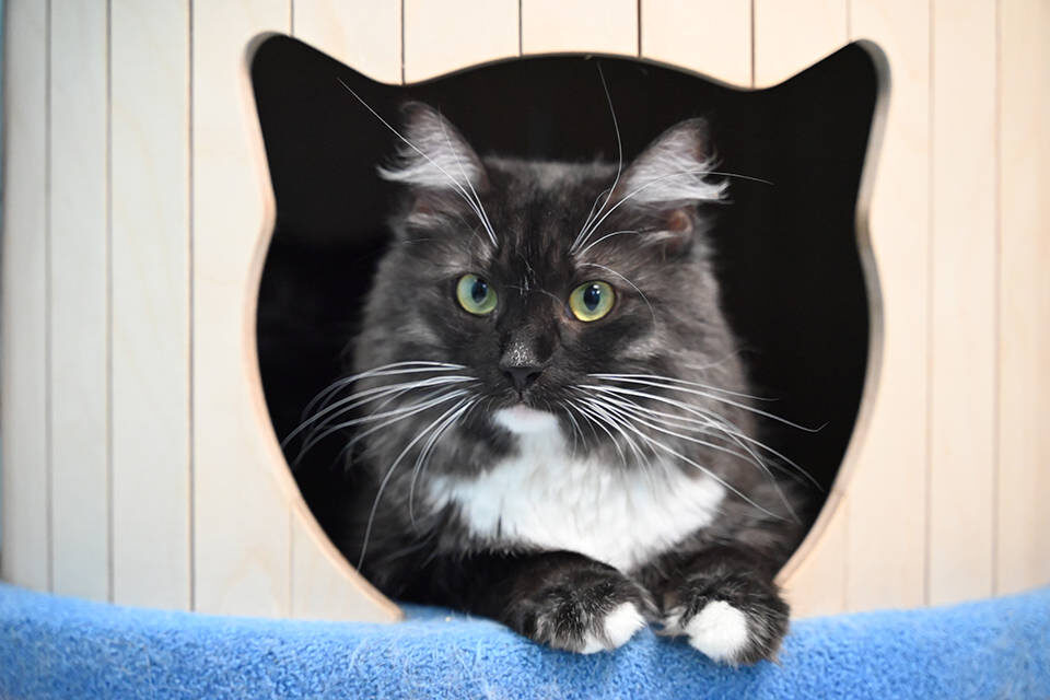    Фото: зооприют "Маринины хвостики"