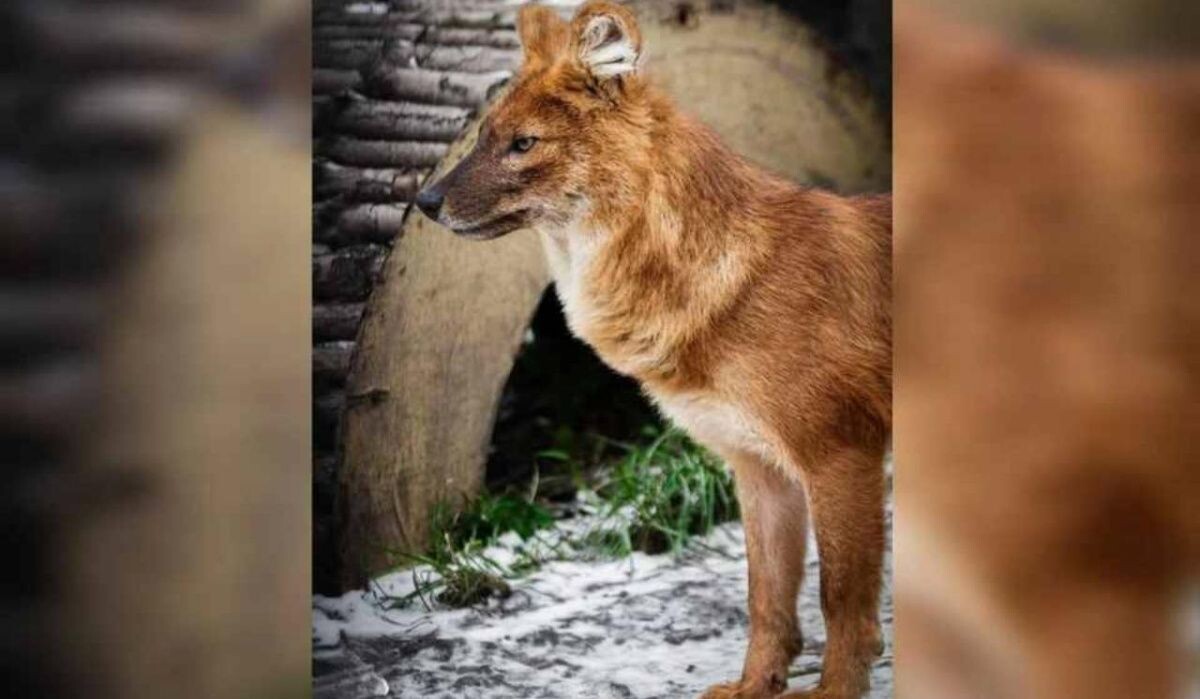     Волчица Рейна. Источник: ural.kp.ru Автор фото: Пресс-служба Екатеринбургского зоопарка