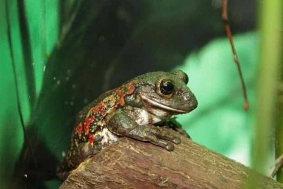    В Екатеринбургском зоопарке выберут «Зоо-мисс»