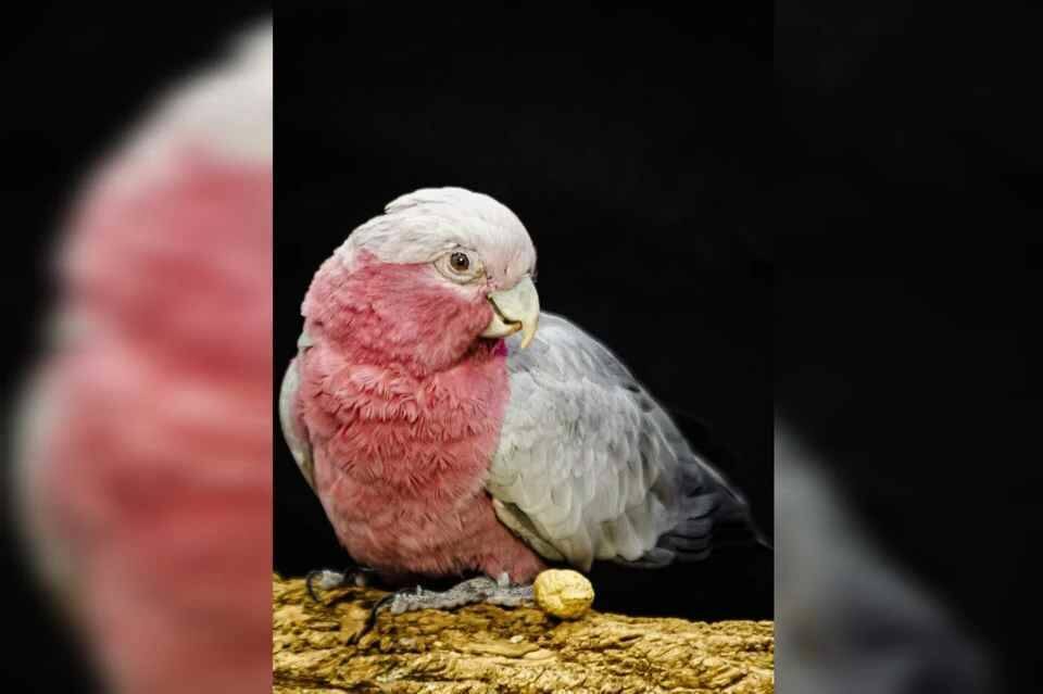    В Екатеринбургском зоопарке выберут «Зоо-мисс»