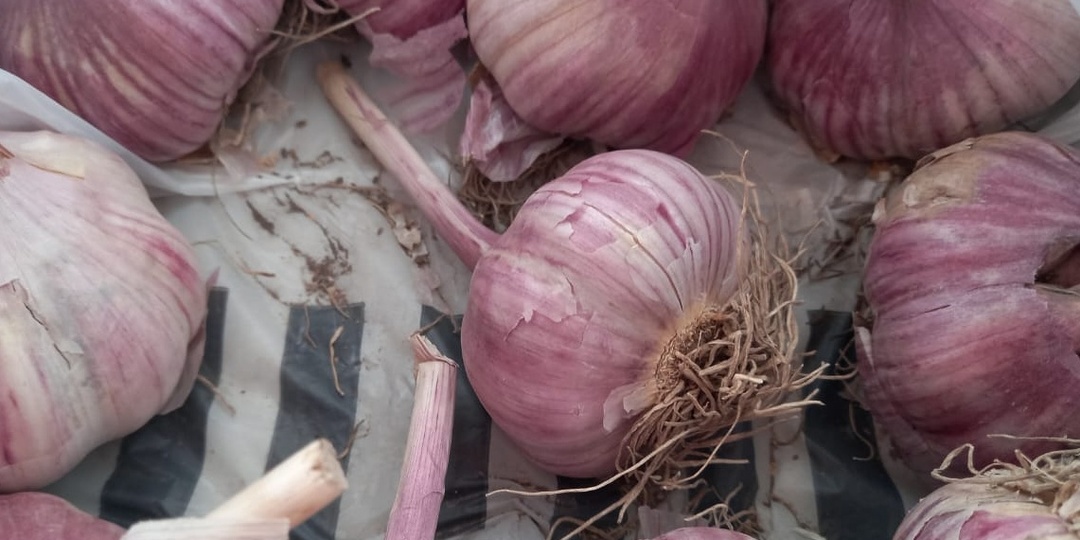 Подкормил озимый чеснок 3 раза за сезон. Головки выросли в 2 раза крупнее