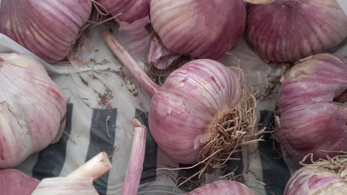 Чеснок после трех внесений за сезон