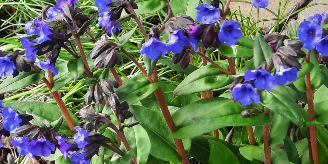 Медуница Blue Ensinq - 25. Восхищение продолжается