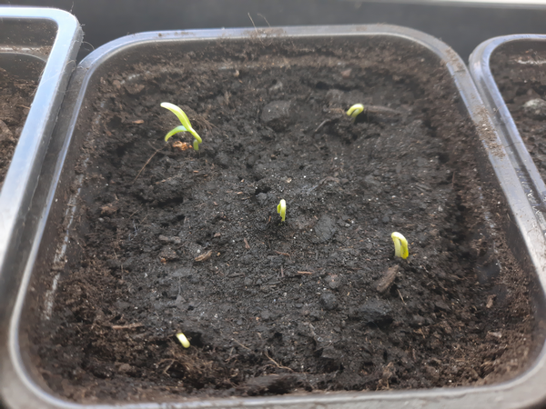 Хлопоты вокруг всходов. Перцы, баклажаны взошли, что дальше?