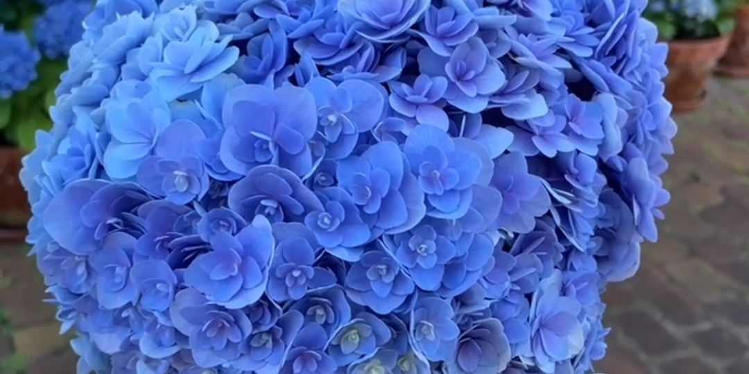 Гортензия крупнолистная. Окрашивание!