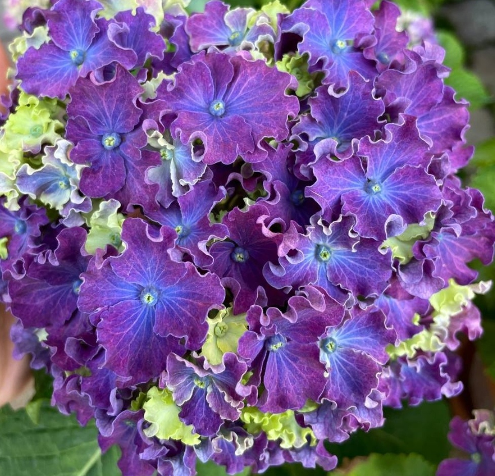 Керли Спаркл почти окрасился