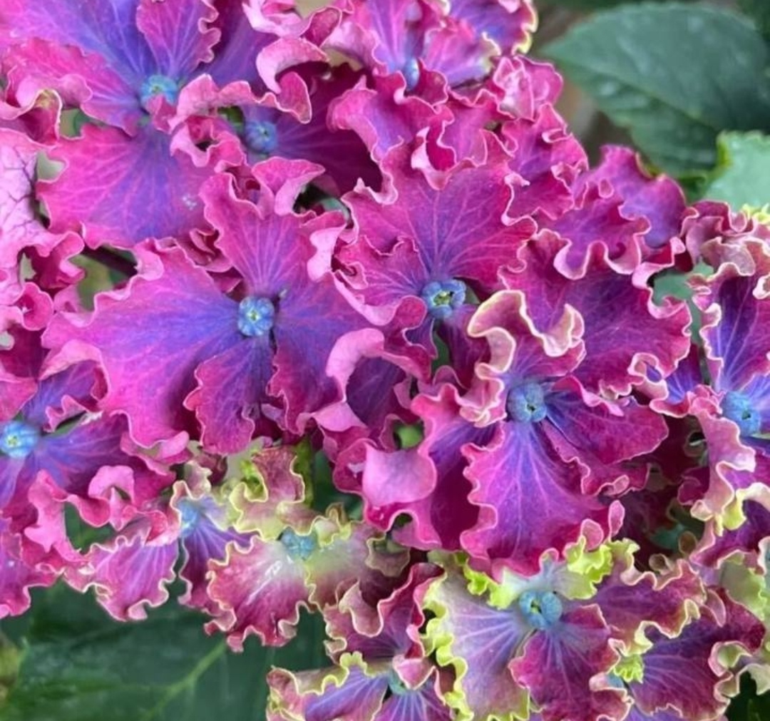 Керли Спаркл в начале окрашивания