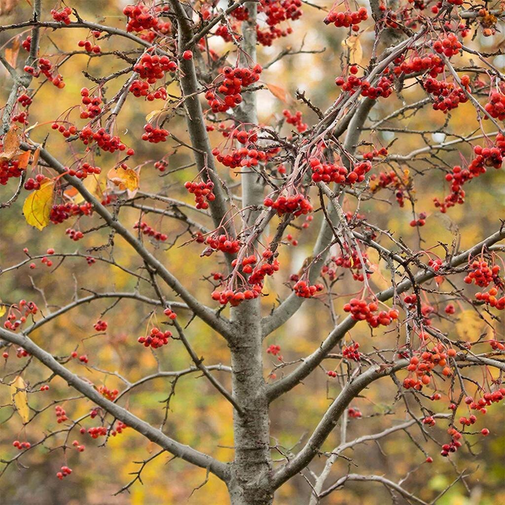 Изображение giga.chat