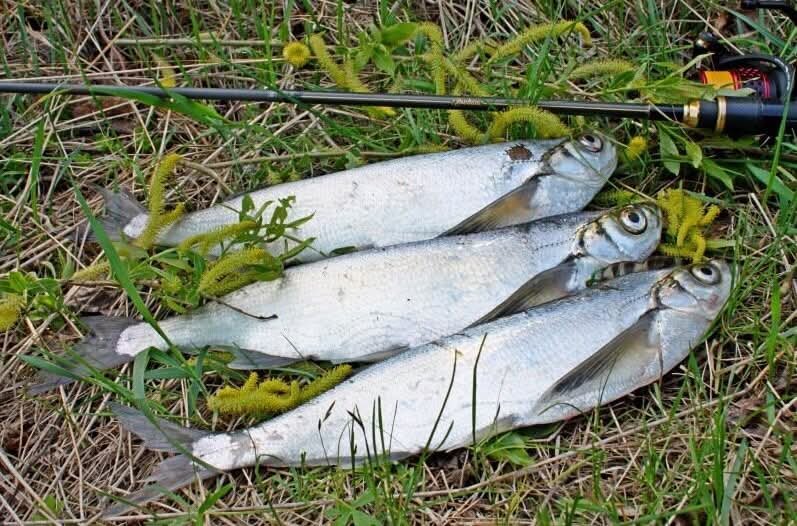 Весенняя охота на чехонь: секреты успешной ловли серебристой красавицы