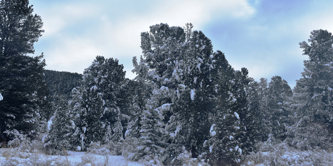 Что такое высотная поясность и как она проявляется на Семинском перевале