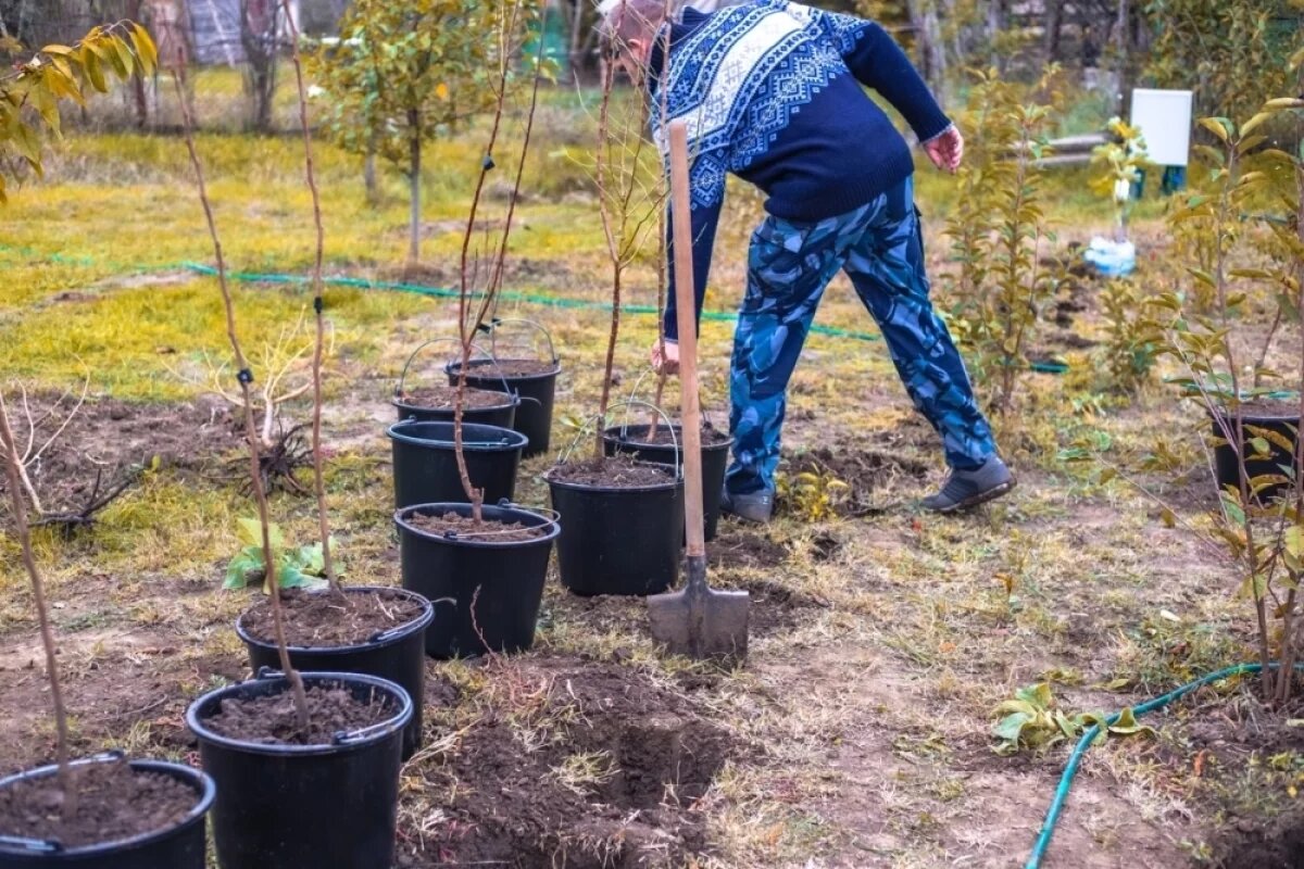    В Красноярском крае высадят 20 тыс деревьев в память о защитниках Отечества