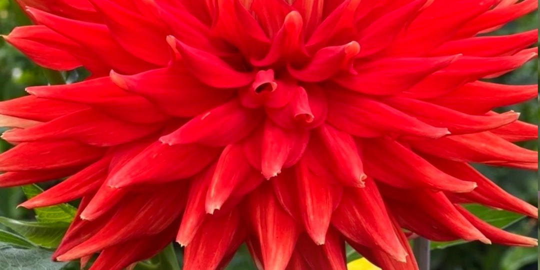 Георгин Вулкан / Dahlia Vulcan