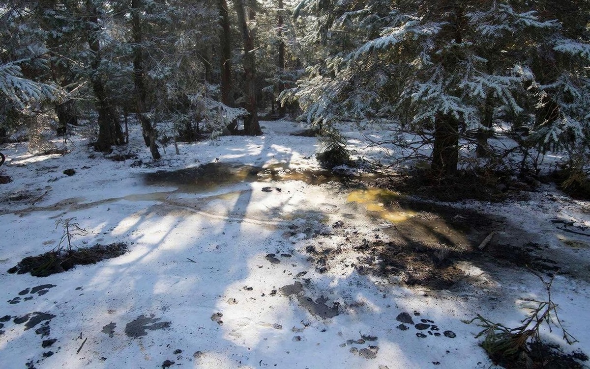    Разлив нефти произошел в Кезском районе Удмуртии