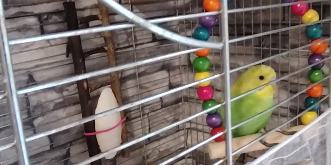 Попрощались с попугаем