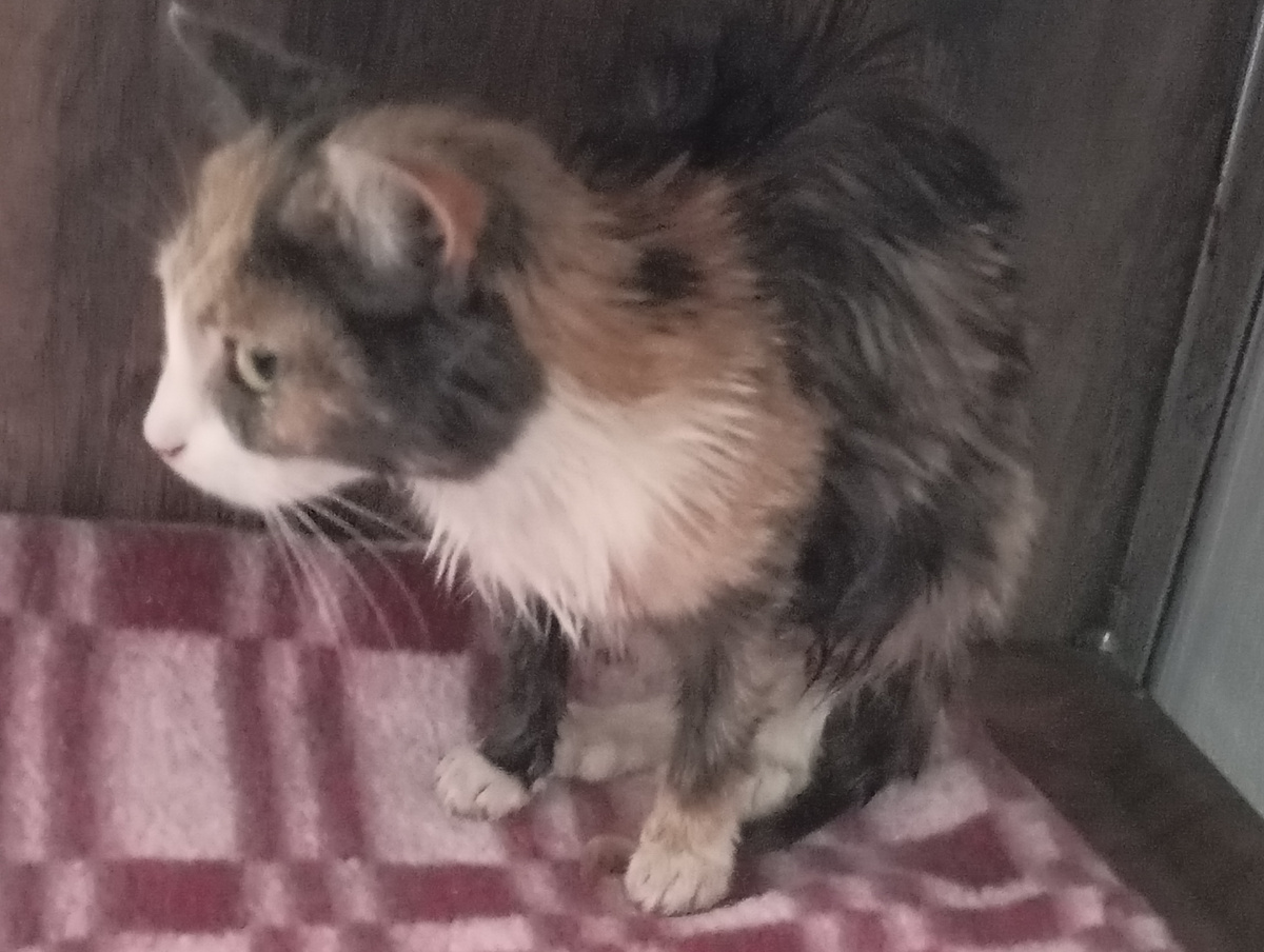 Фотография автора