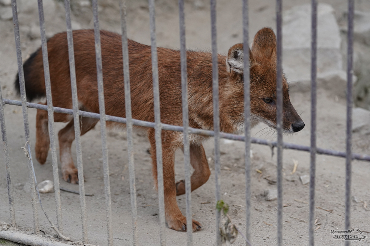    Фото: Лидия Аникина © ИА «Уральский меридиан»
