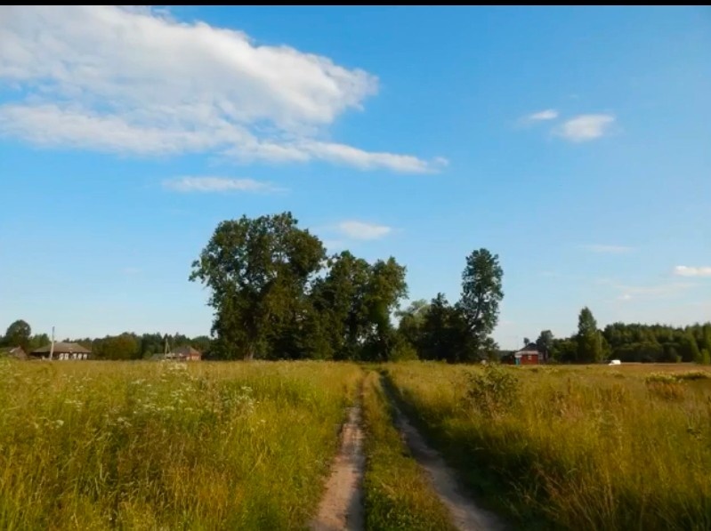 Место силы - вековые липы 
