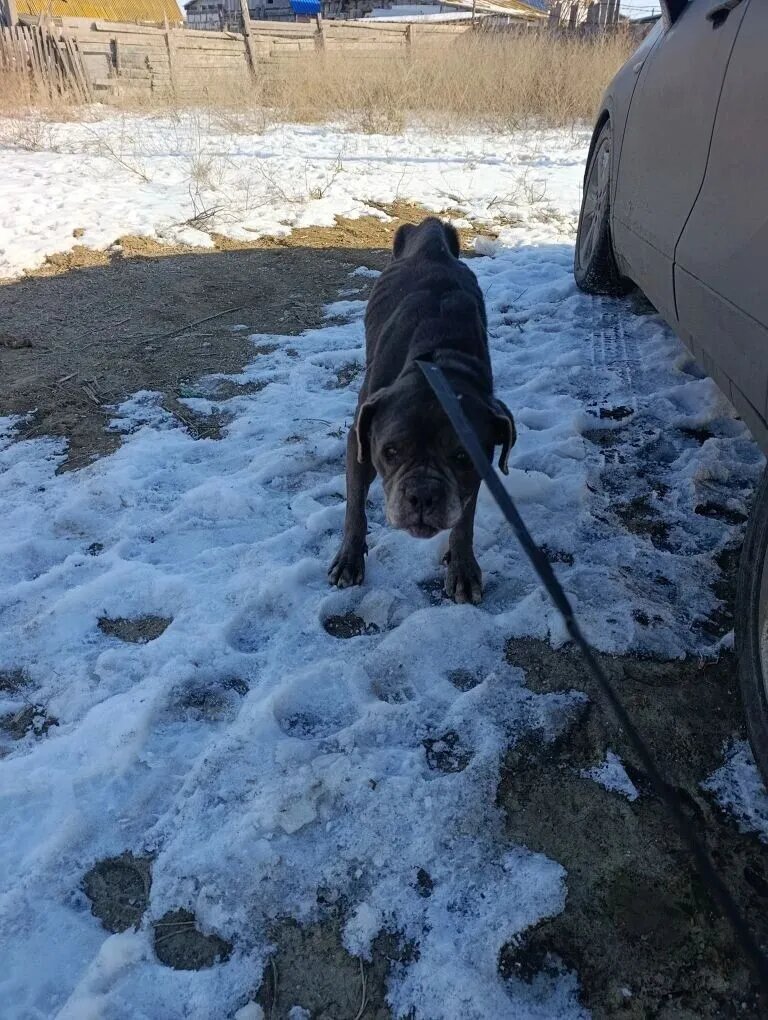 Момент, когда собаку нашли