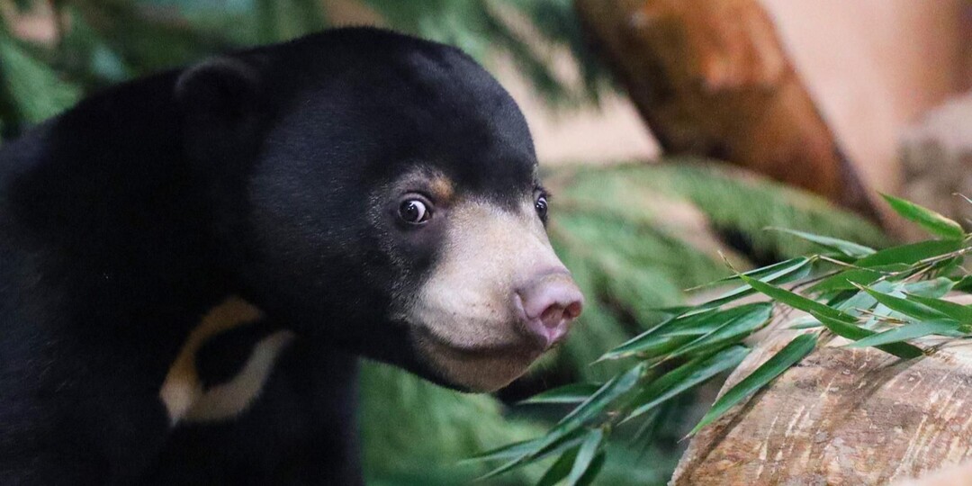 30 новых редких видов: как пополнилась коллекция Московского зоопарка