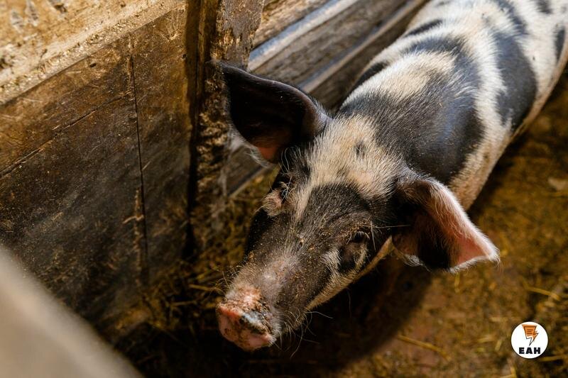    ЕАН / Свинья