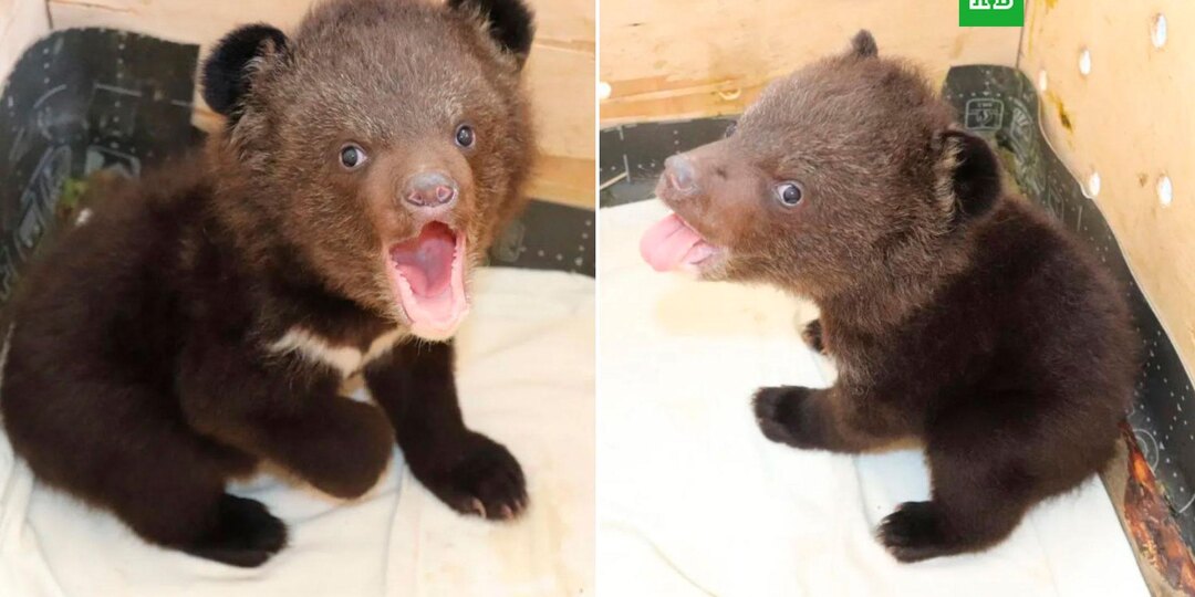 Двух крошечных гималайских медвежат спасли в Приморье