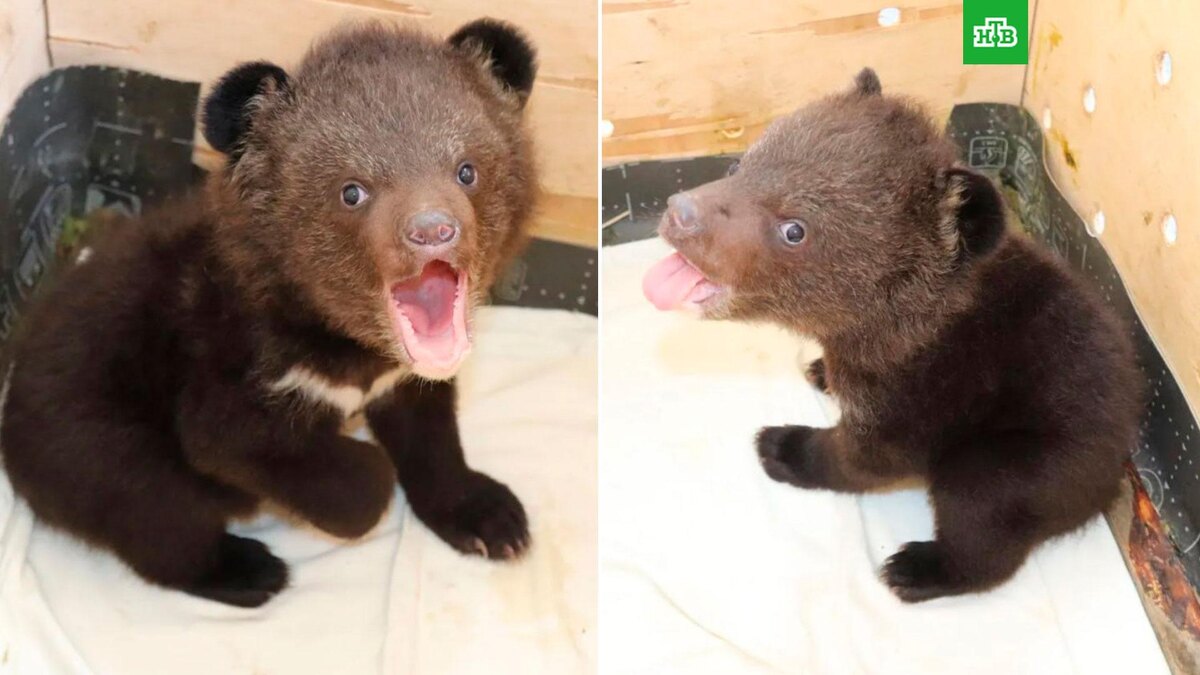    Фото: minles_pk / t.me