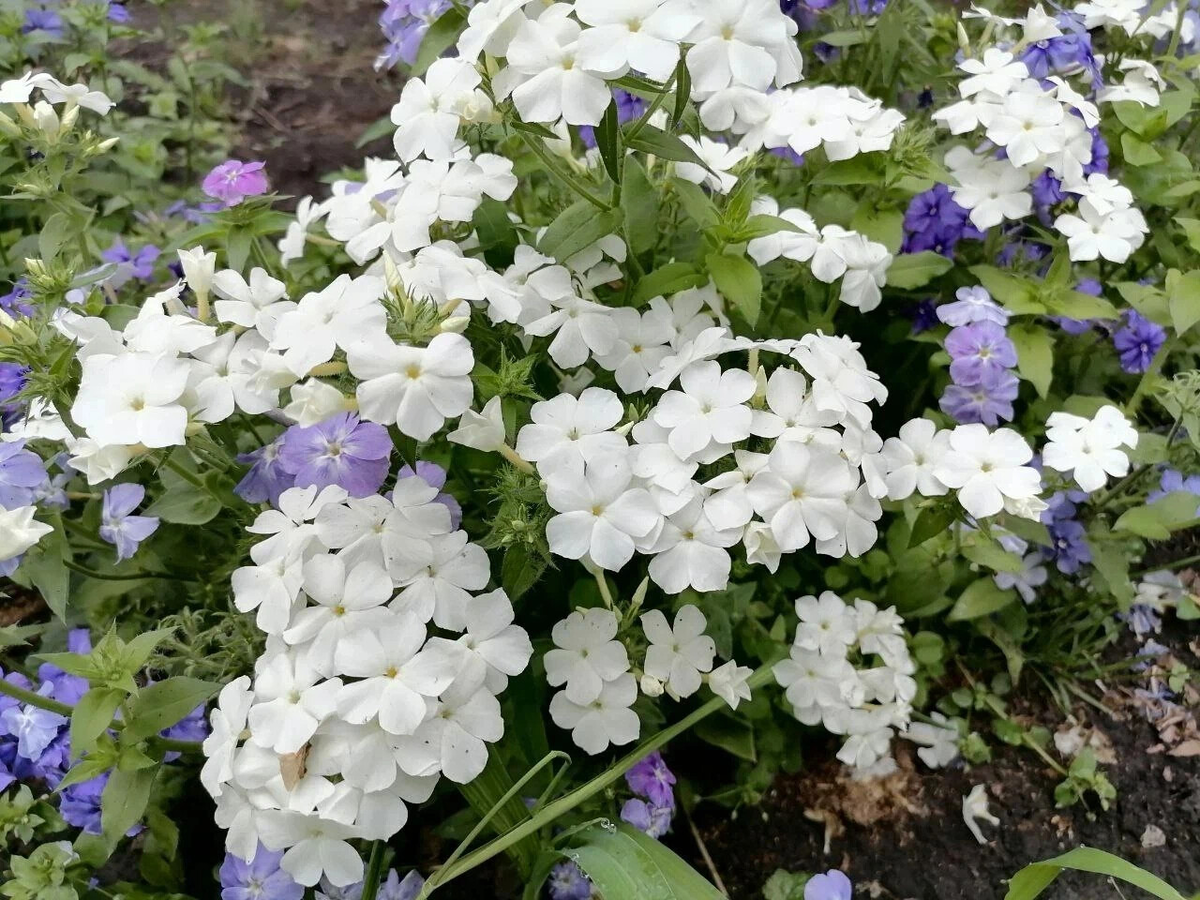 Куст флокса Друммонда разрастается до 30-40 см в диаметре, из-за цветов листьев не видно, фото автора