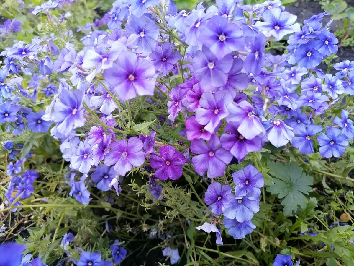 Флокс Друммонда Красотка в голубом, фото автора