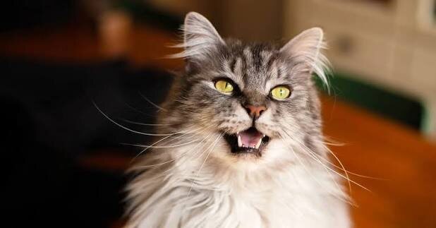 Фото из Интернета. 