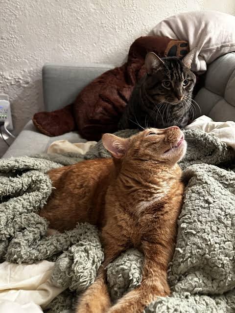 Фото из Интернета. 