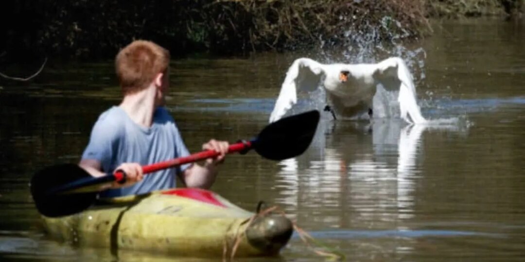 Милые на вид, но очень опасные животные: не трогай их!
