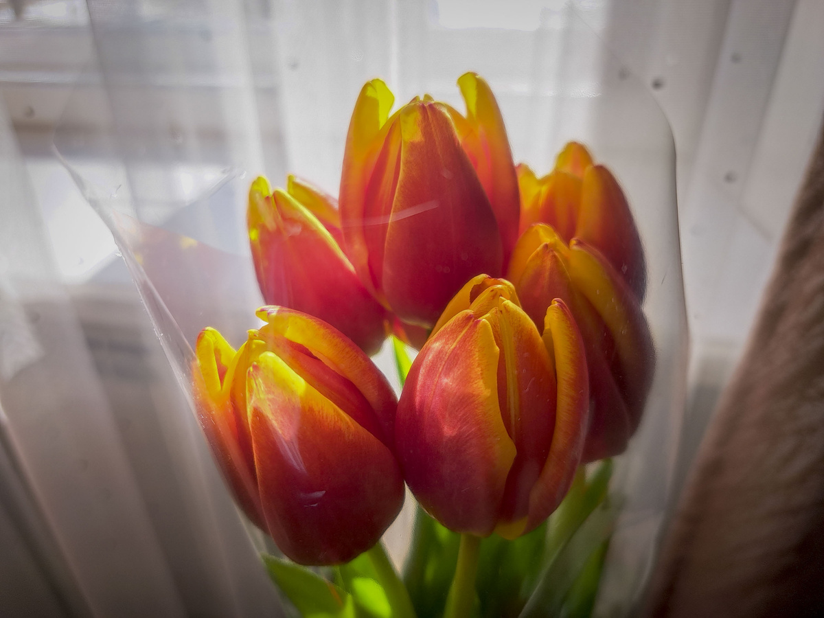 Покупка цветов к празднику становится серьезной финансовой нагрузкой.  Фото: Фото: ФедералПресс / Вера Романескул