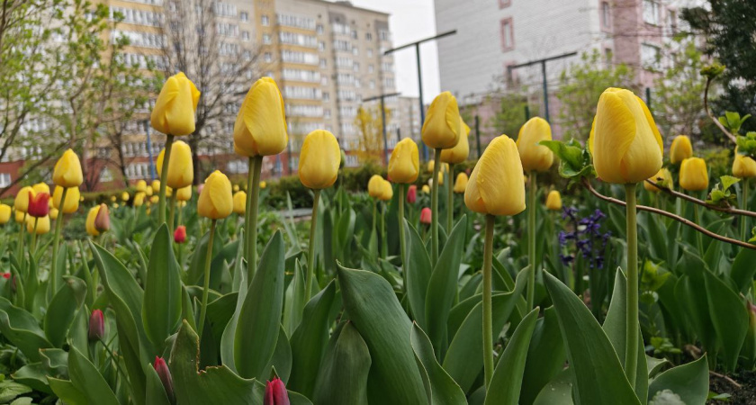    Первый городской канал Калининград