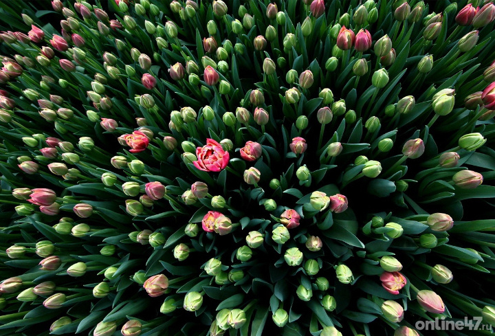 фото: Анастасия Илюшина/Online47