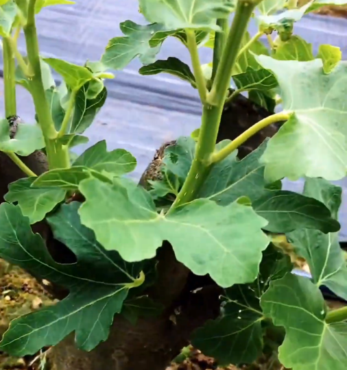 Уход за инжиром при выращивании методом "на пенек"