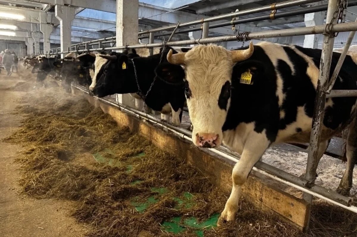    Коровы меняют прописку.