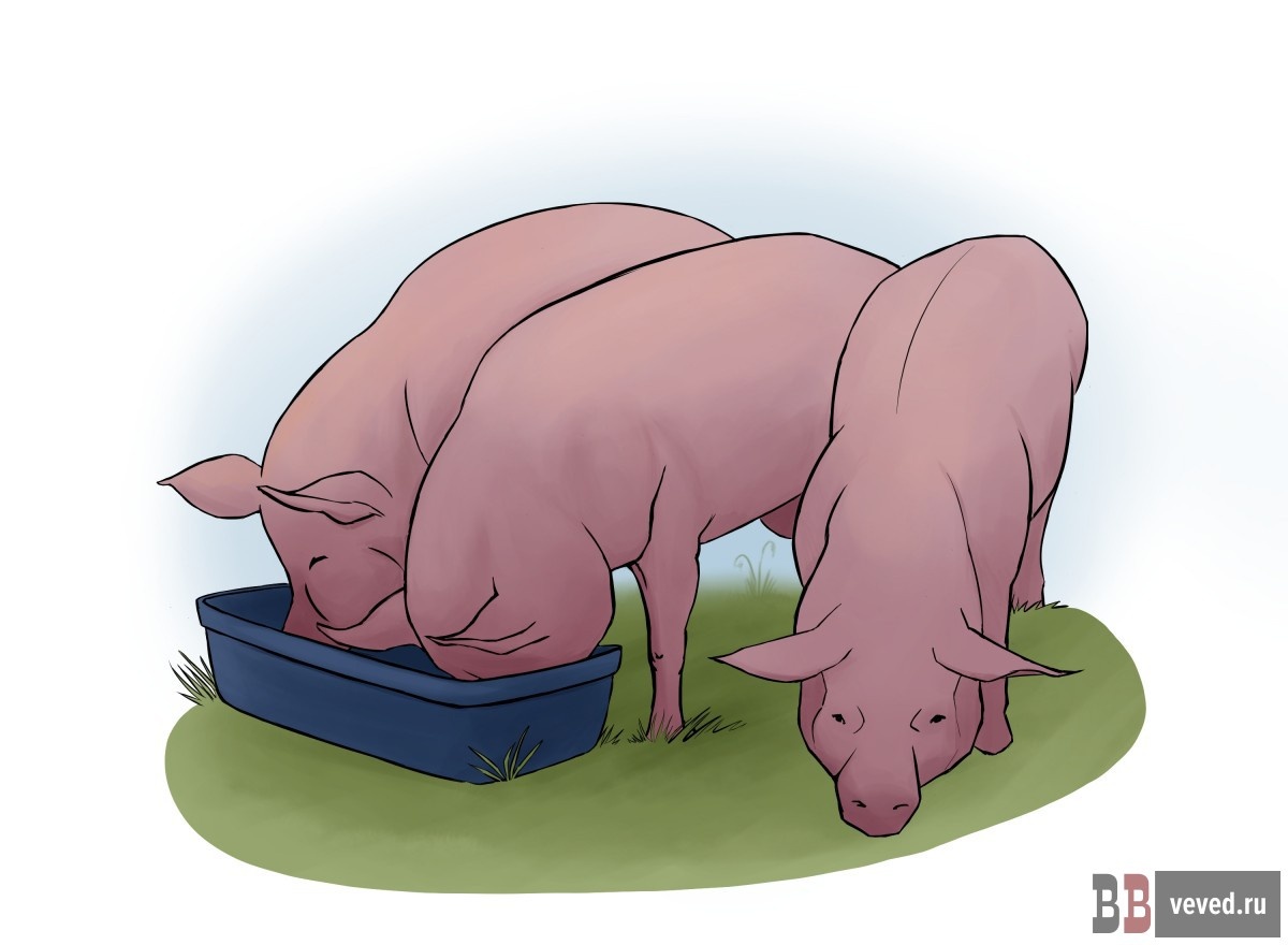     Иллюстрация: Юлия Медведева / Вечерние ведомости