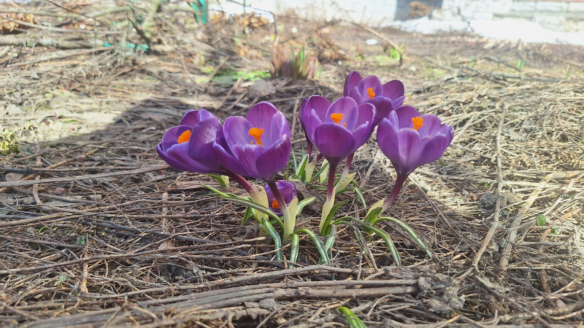 А у нас уже подснежники!