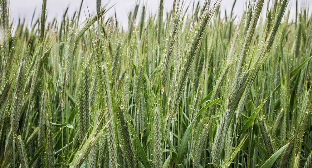 Пресное тесто на Севере: почему его ели килограммами и не знали слова «изжога»