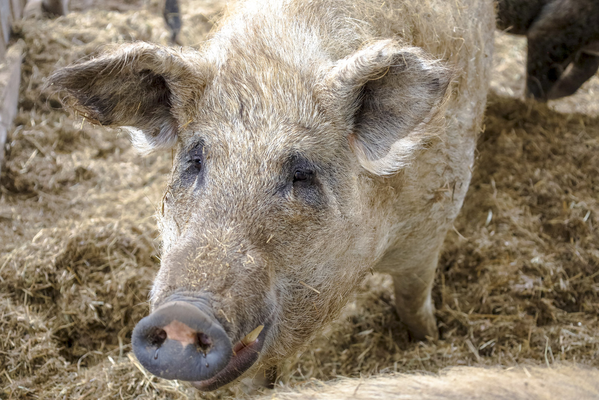 Анатолий Лутков не смог добиться возвращения свиней.  Фото: ФедералПресс / Елена Майорова