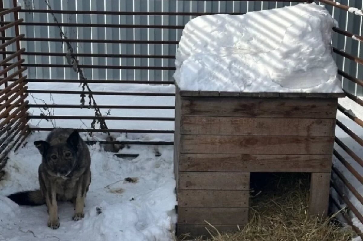    В Челябинске представили план развития приюта, где живёт собака Додобоня