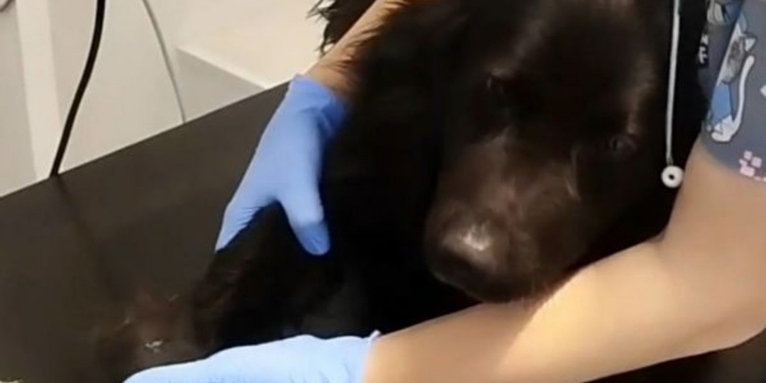 Дорогостоящая операция нужна псу из города Шахтыс переломами лап, который пострадал в ДТП