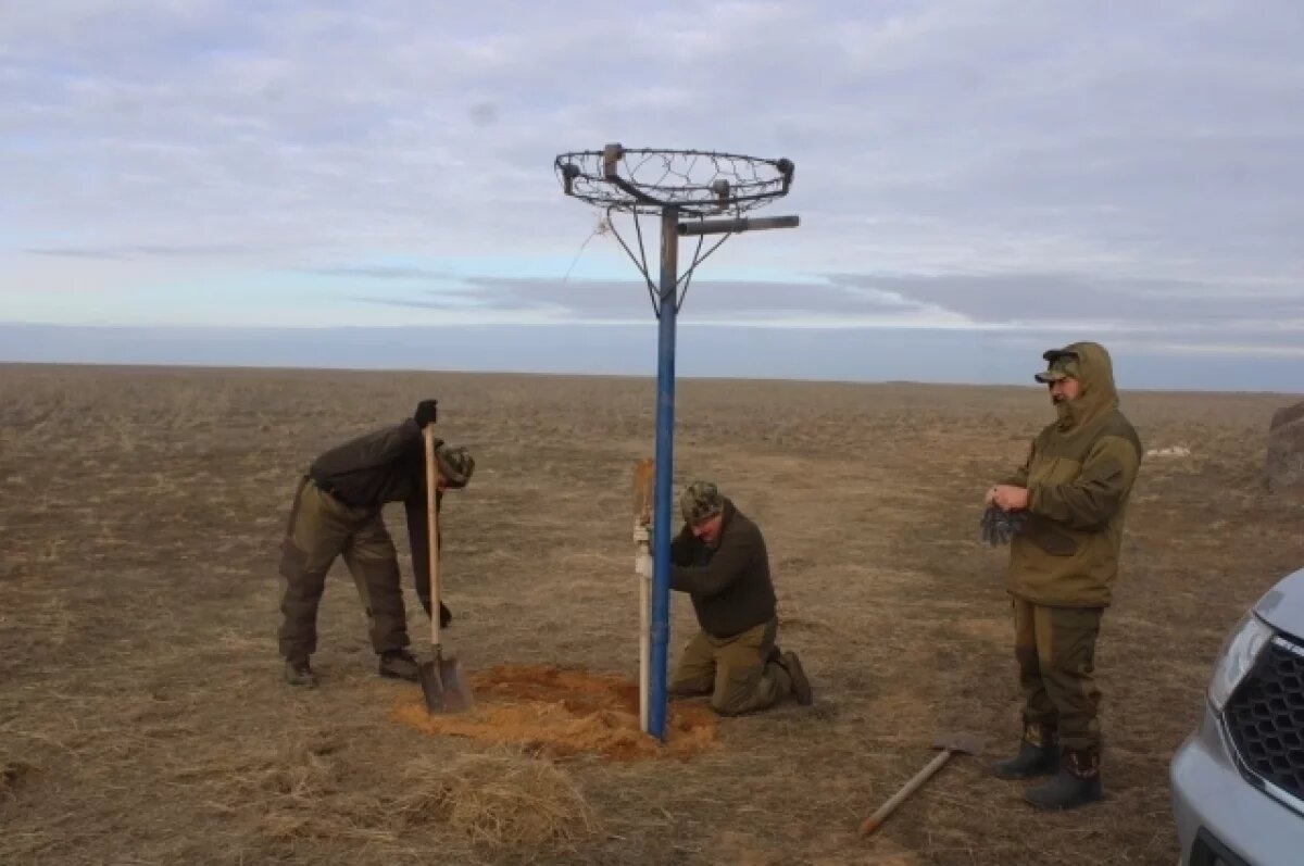    Астраханские инспекторы готят апартаменты для хищных птиц
