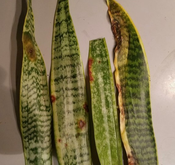 Проблемы сансевиерии: красный клещ и опробковение - симптомы и решения