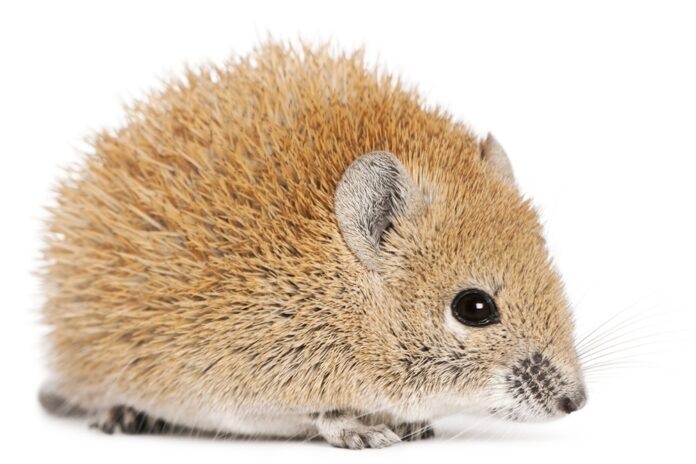    Древнеегипетские грызуны: от мифов о вечной жизни до современных экономических вызовов.