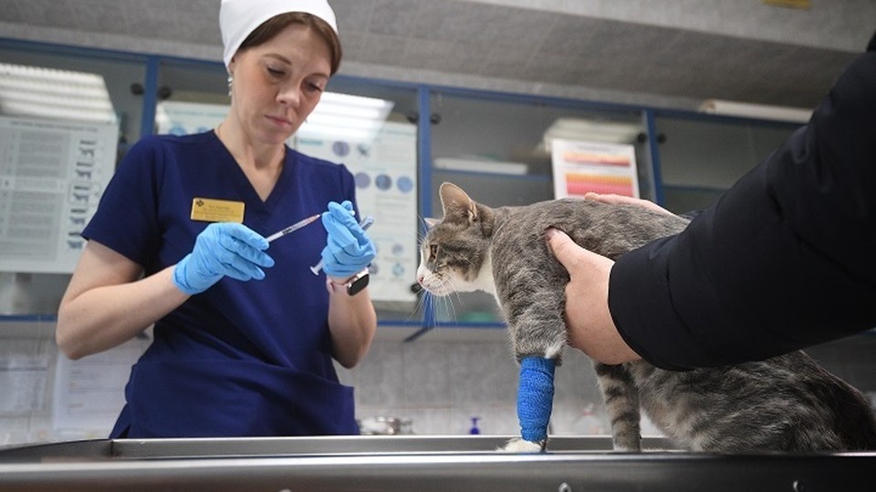 «Сидела и тихо плакала»: В Ростове экс-учительница ради спасения кота потратила деньги, собранные на памятник сыну