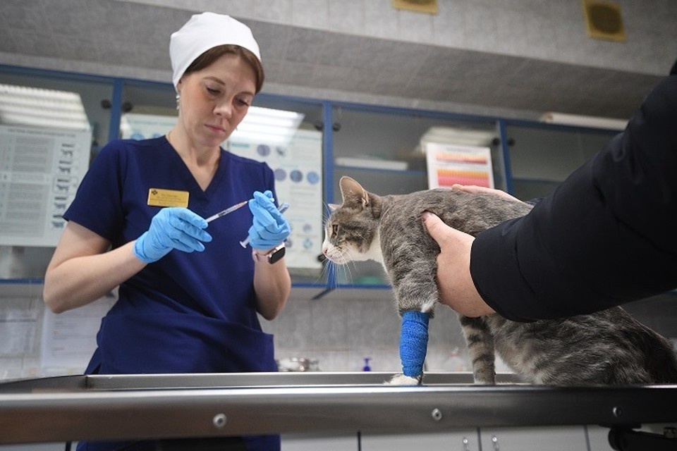    В Ростове ветеринары спасают кота, выпавшего с пятого этажа. Алексей БУЛАТОВ