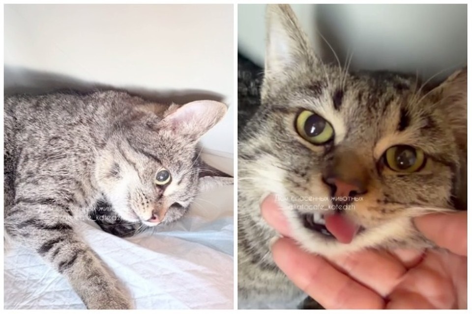    Котенок Гоша стал отдушиной в жизни одинокой пенсионерки. Фото: "КОТэдж"